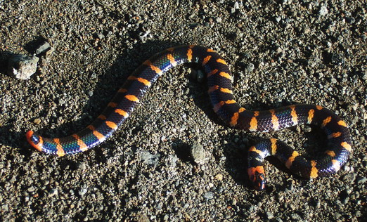 File:Cyl ruffus 061212 2021 tdp.jpg