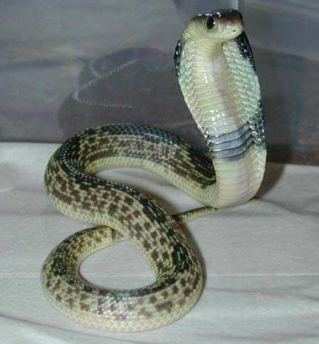 File:Naja sputatrix.jpg