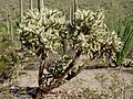 Cylindropuntia fulgida, right in the back Fouquieria splendens, Saguaro National Park