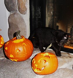 "Kitten (5238960347).jpg", uploaded by User:Iwaqarhashmi