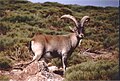 Capra pyrenaica (cat)