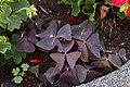 Oxalis triangularis