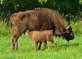 Bison bonasus (cat) Female