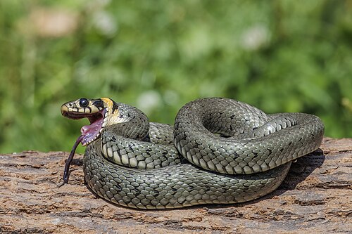 Grass snake, by Charlesjsharp