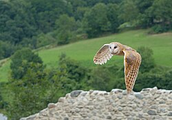 "Tyto alba 1 Luc Viatour.jpg", uploaded by User:Lviatour