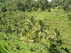Rice terraces