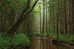 "Tarvasjõgi.jpg", originally uploaded by User:Ireena