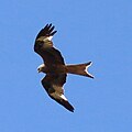 ... Milvus milvus