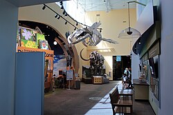 Humpback whale and American mastodon skeletons at entrance to "Discovery Zone" at the Florida Museum of Natural History, Gainesville, Florida, US, 13 March 2024.jpg