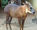 Capricornis rubidus (cat)