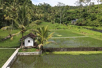 Muncan Bali Indonesia Rice-paddy-along-Jalan-Raya-Muncan-01