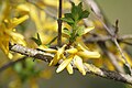 Forsythie, Forsythia