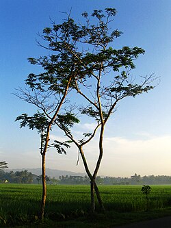 Akasia