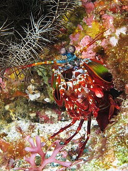 Curious mantis shrimp from Gilli Banta reef