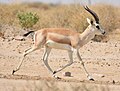 Gazella marica (cat)
