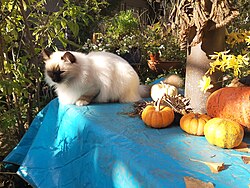 "Halloween cat, Idstein.jpg", uploaded by User:Gerda Arendt
