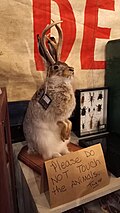 Jackalope taxidermy in Ybor City, Tampa, Florida, 11 October 2023.jpg