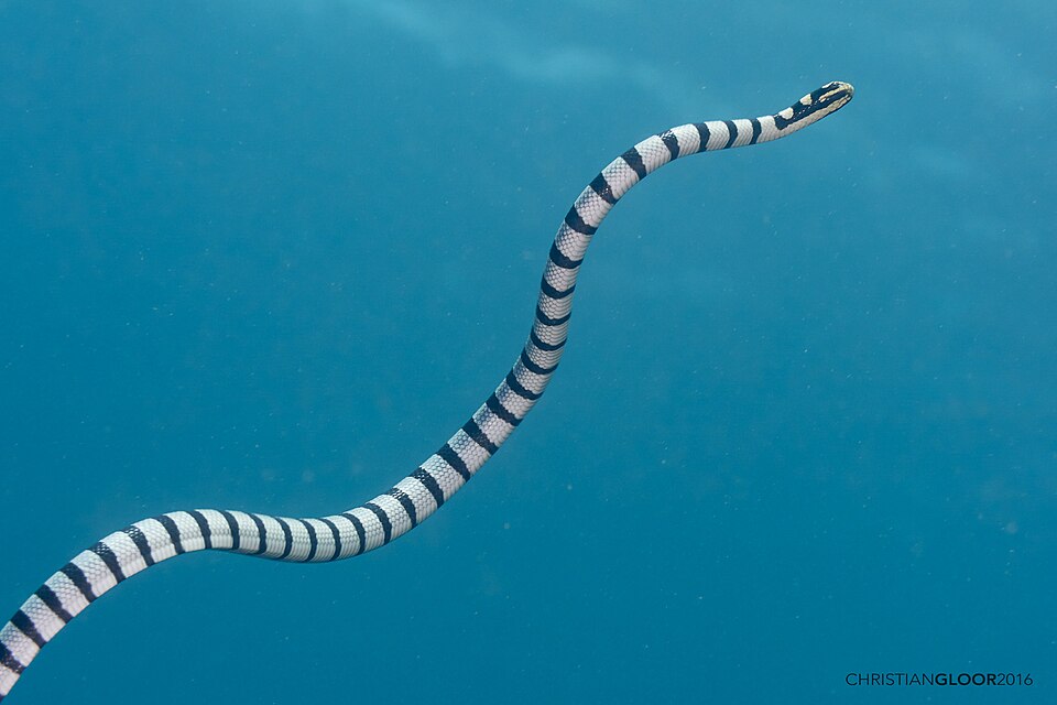 File:Laticauda colubrina (27567428624).jpg