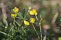 Gold-Hahnenfuß, Ranunculus auricomus