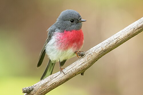 Rose robin
