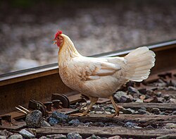 "Wild Chicken.jpg", uploaded by User:Yborphotography/User:Cropbot