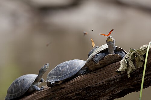 Red-headed Amazon River turtles, by amalavida.tv