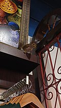 Squirrel inside gift shop in Busch Gardens, Tampa, Florida, US, on 29 June 2026 (02).jpg