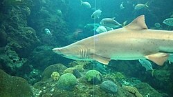 Sand tiger shark (Carcharias taurus) in Florida Aquarium on 25 June 2026.jpg