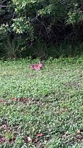 Rabbit in Clearwater, Florida, US, on 30 September 2020 (01).jpg