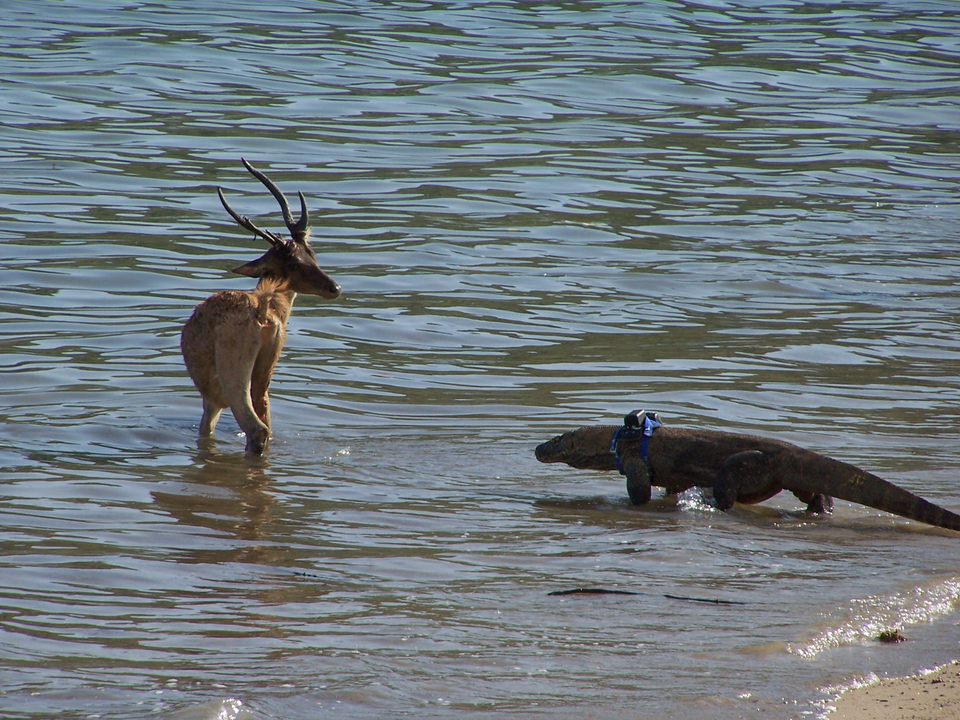File:Komodo dragon stalking deer.png