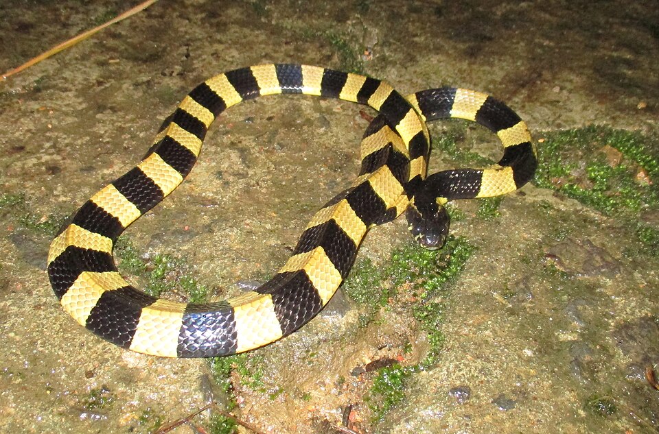 Berkas:Banded krait @ Cat Tien National Park.jpg