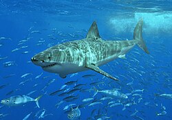 "White shark.jpg", originally uploaded by User:Stanmar