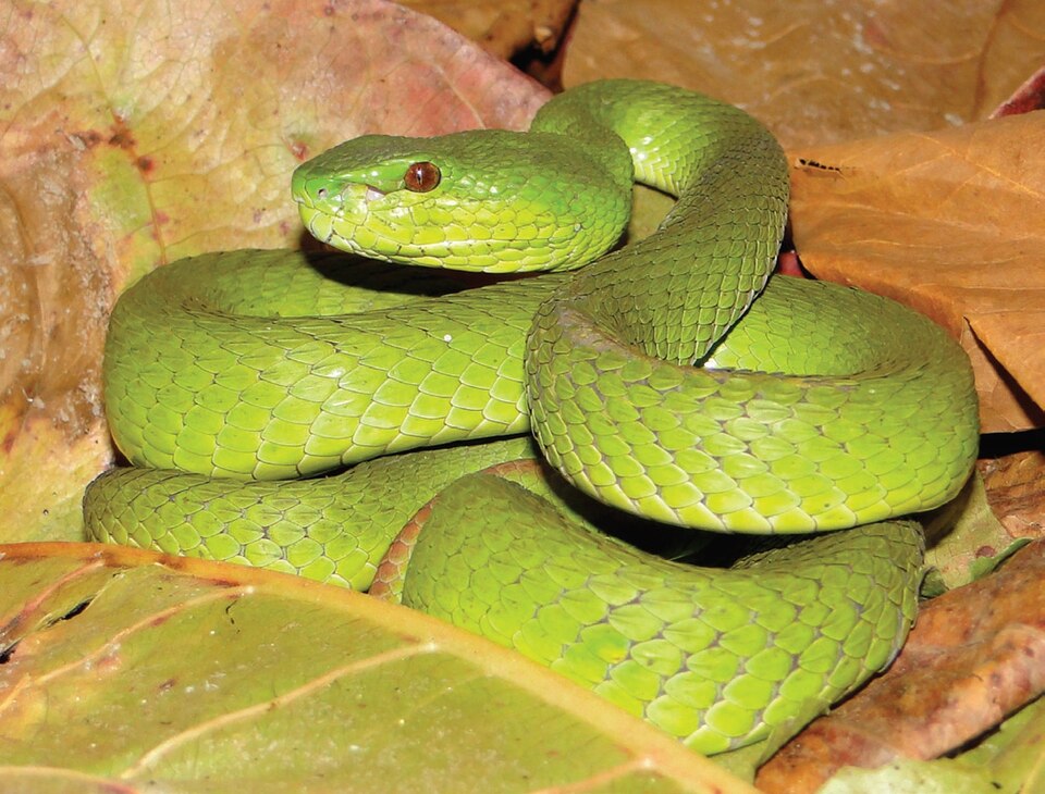 File:Trimeresurus insularis.jpg