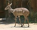 Tragelaphus imberbis (cat) Female