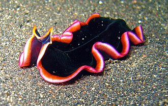 Pseudobiceros hancockanus