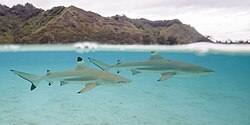 "Blacktip reef sharks (Carcharhinus melanopterus) Moorea.jpg", uploaded by User:Charlesjsharp