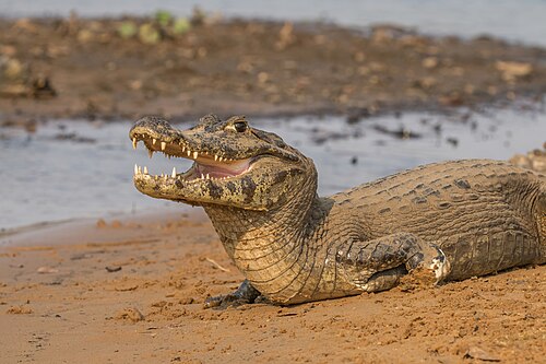 Yacare caiman, by Charlesjsharp