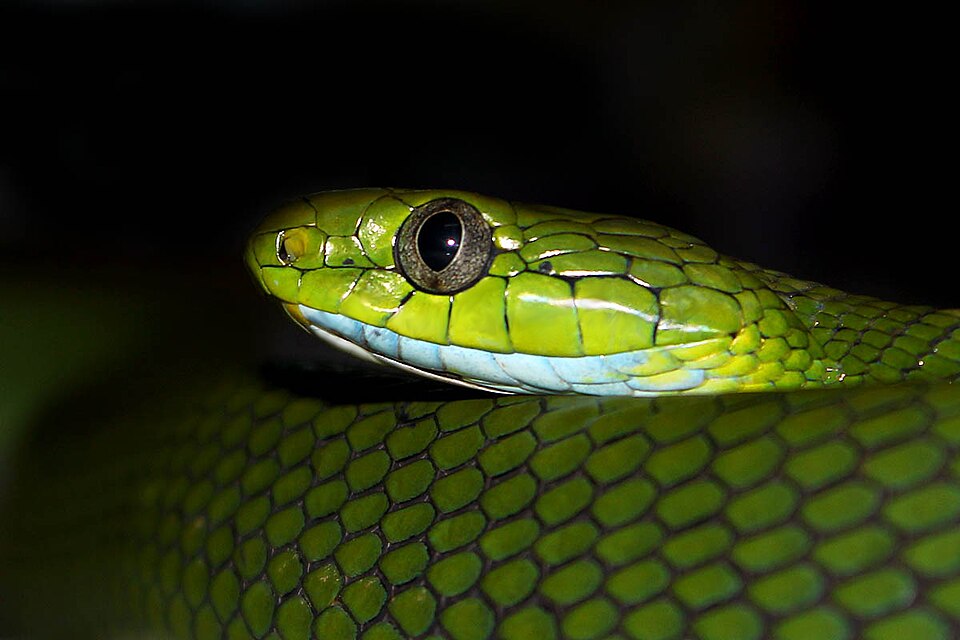 File:Green Cat Snake in Jalpaiguri.jpg