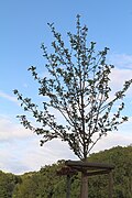 2013 Holzapfel, Malus sylvestris