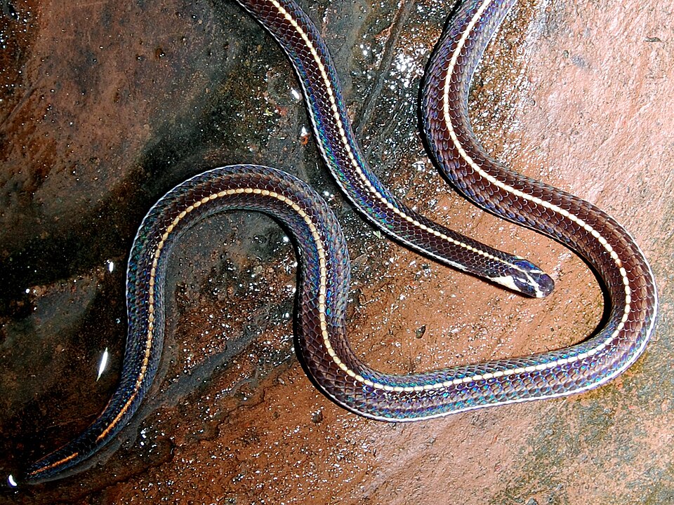 File:Callio intest 081221-4478 tdp.JPG