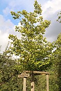 1996 Hainbuche, Carpinus betulus