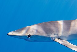 "Tiburón azul (Prionace glauca), canal Fayal-Pico, islas Azores, Portugal, 2020-07-27, DD 14.jpg", uploaded by User:Poco a poco