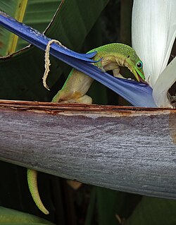 Gold dust day gecko, by Mila Zinkova (edited by John O'Neill)