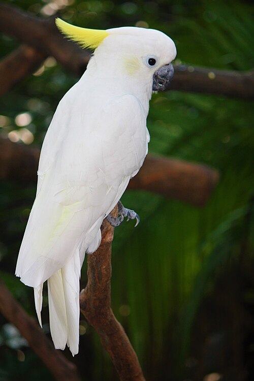 File:Gelbwangenkakadu 8559.jpg