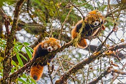 "Two Red Panda Cubs in the Tree 01.jpg", uploaded by User:UnpetitproleX