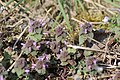 ... Lamium purpureum
