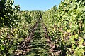Riesling, Weinlese