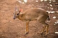 Nesotragus moschatus (cat)