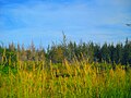 hutan ini bukankah dari golongan cemara laut, mengingat tumbuhnya di pesisir?