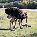 Struthio camelus